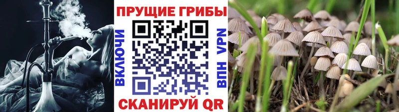Псилоцибиновые грибы мицелий  Скопин 